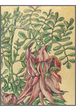 Clianthus Puniceus (Клиантус пунцовый)
