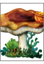 Клипарт - грибы
