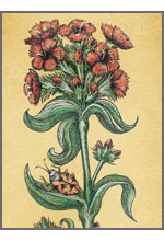 Dianthus barbatus (Гвоздика турецкая)